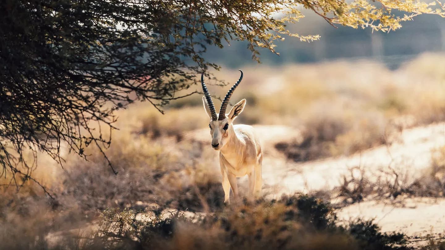 العُلا: جولة الحياة البرية في الحِجر